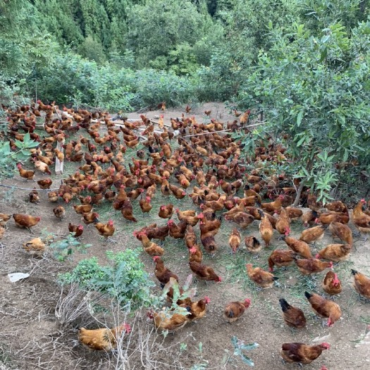 广元农场坐落于白龙湖旁大山深处，常年提供粮食喂养跑山鸡，散养土鸡