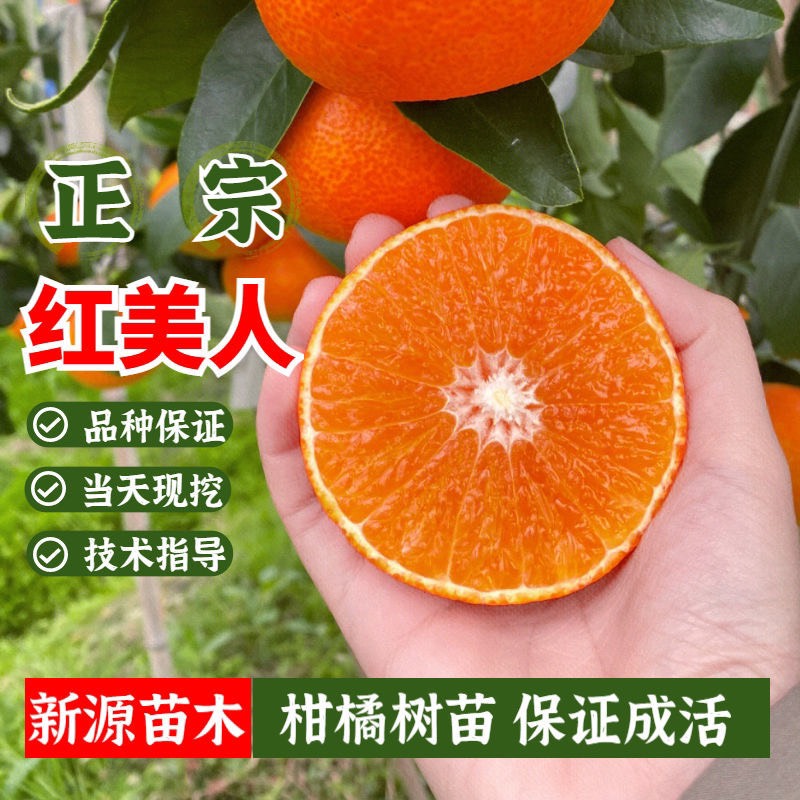 蒙阴县红美人桔子苗嫁接苗包成活包结果支持技术指导可签合同南北方可种