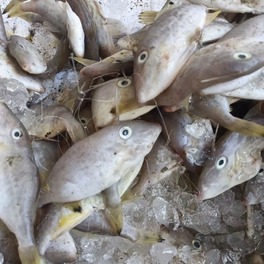 饶平县新鲜剥皮牛，小扒皮，耗儿鱼