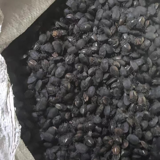 鹤壁河南小九香虫，数量不多价格便宜有需要的老板联系！