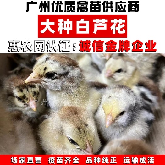 广州稻花鸡苗芦花鸡苗小鸡出壳苗孵化场直供包打疫苗运输包损耗