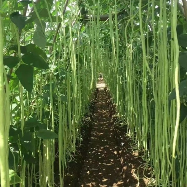 蔬菜种子大全四季豆角播种无筋架青条长豆角种籽摘不败胜美901