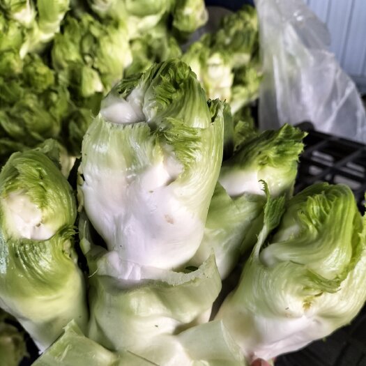儿菜，安徽儿菜，娃娃菜，大量上市，代发全国。