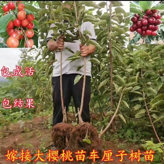 平邑县大樱桃苗车厘子苗红灯美早新品种樱桃茹