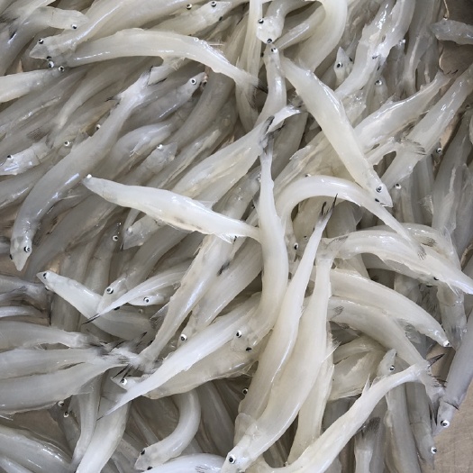 饶平县鲜银鱼