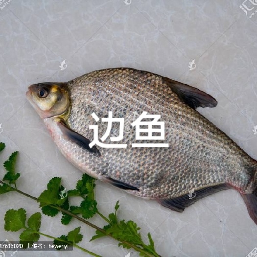 重庆市边鱼，全国包运输