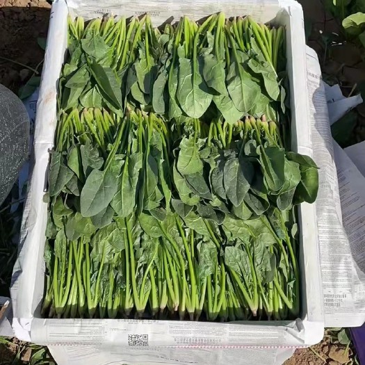 阳原县精品菠菜，普通菠菜