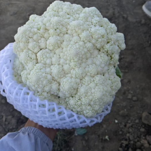 乐亭县花菜代收代办