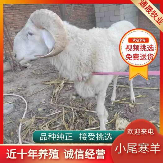 常年出售小尾寒羊 质量好 价格便宜 免费送货 欢迎朋友挑选
