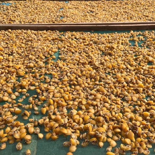 鲍鱼干货 特级小鲍鱼仔海鲜干货煲汤煲粥佛跳墙食材60只包