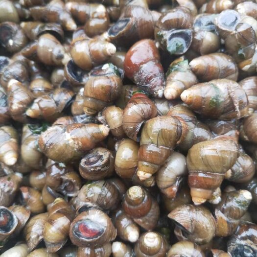 武汉漂亮螺上货 量大优惠