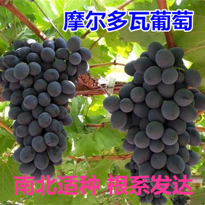 平邑县摩尔多瓦葡萄苗 保湿发货 根系发达  可苗大果好 死苗补发