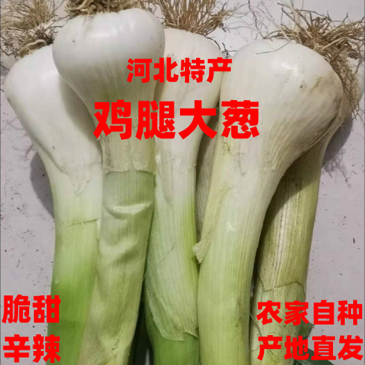 石家庄鸡腿葱大头葱各种葱