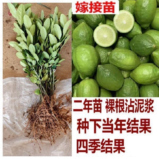 广东四季无籽香水柠檬苗