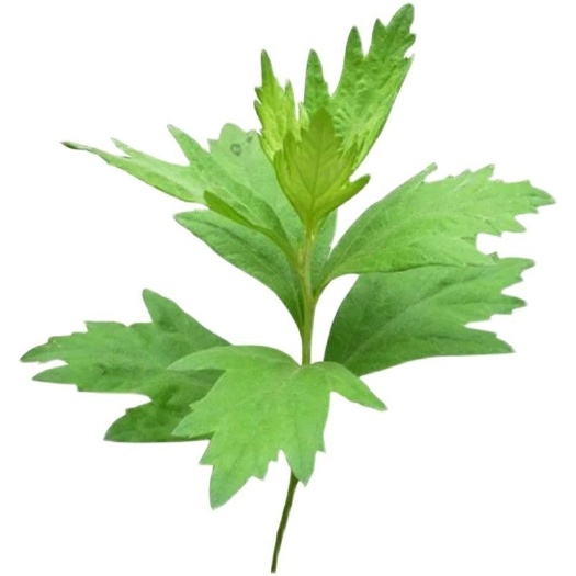 唐河县艾草苗种植真宗宛艾苗大叶艾艾根四季艾苗可盆栽可种植