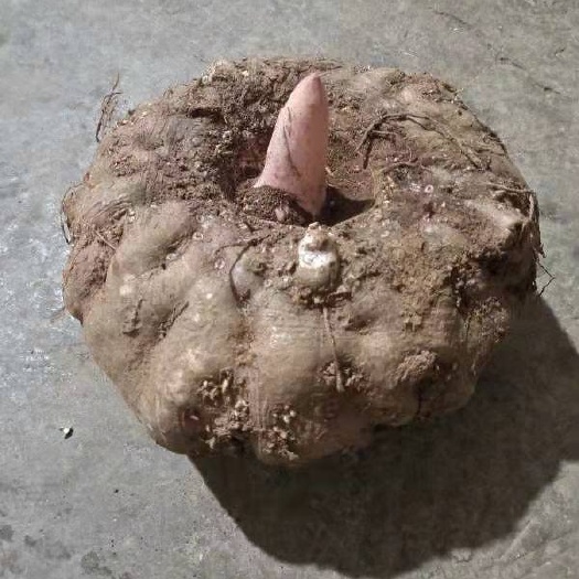 魔芋