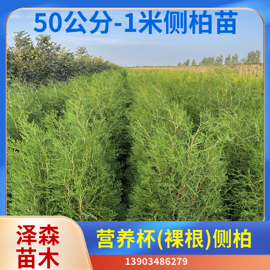 长沙侧柏苗 50公分-1米营养杯侧柏  侧柏苗批发价格