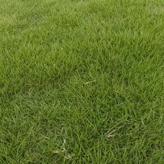 重庆市百慕大草卷