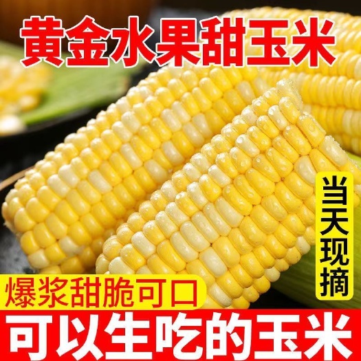 宜良县品质水果玉米单色双色随机发货生吃爆汁对接电商直播团购代发
