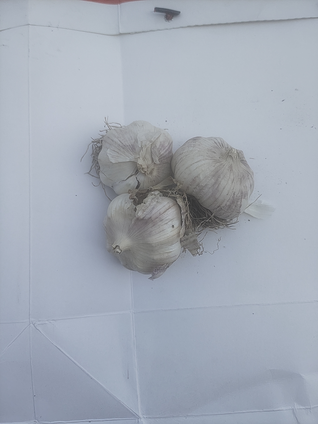 大蒜