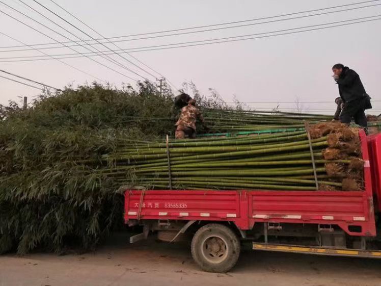 青皮竹苗  青皮竹