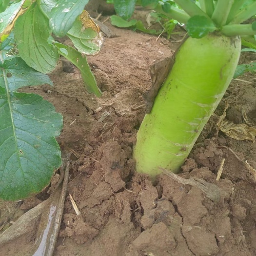 襄樊双沟露头清萝卜质量很好，无康心，无黑心，水分足，大量有货
