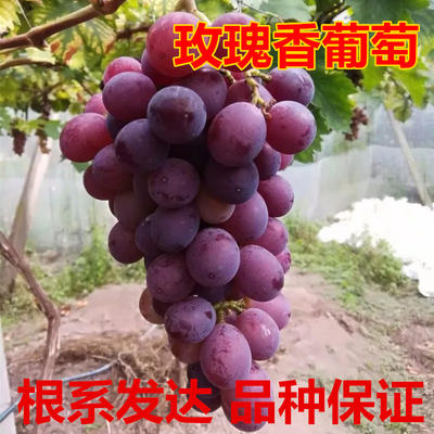 平邑县玫瑰香葡萄苗 保湿发货 根系发达 可签合同可视频看货