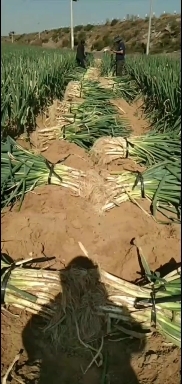 达拉特旗内蒙古沙地旱地白葱