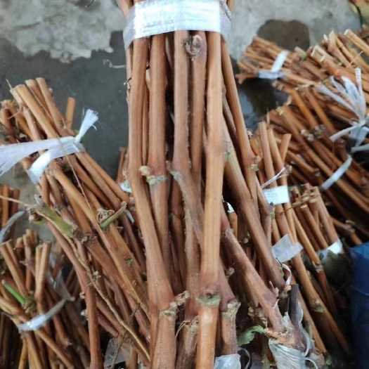 营口阳光玫瑰葡萄苗嫁接苗