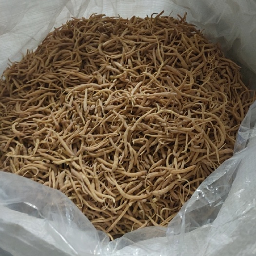 施秉县贵州太子参中通货