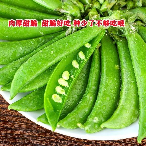 甜脆豌吃壳肉豌豆种子超甜水果甜豌豆甜豌豆种子早熟耐寒，