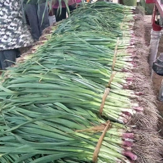封丘县蒜苗