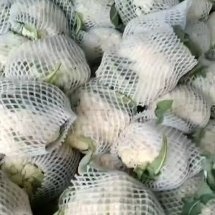 通许县白花菜花