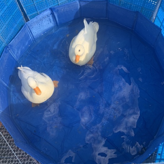 柯尔鸭纯白可达鸭，科尔鸭王思聪同款，出几只五个多月的成年赛级