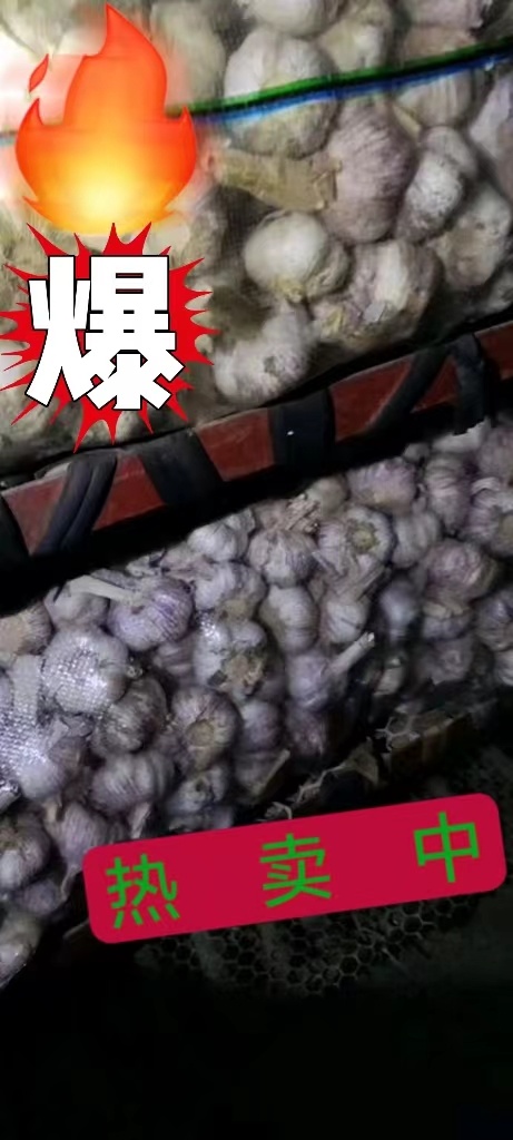商河县优质大蒜，热卖中，欢迎需要的朋友前来看货采购