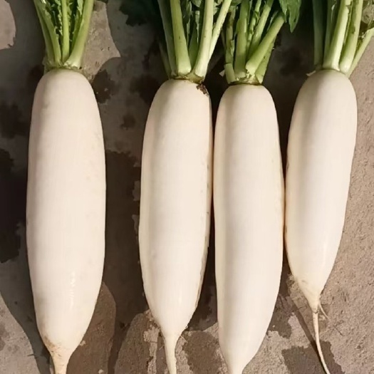 泰州白萝卜精品无虫芭白萝卜