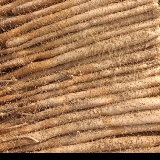 沙土种植，条形颜色上承，有现货，走通货  拒绝好货！！