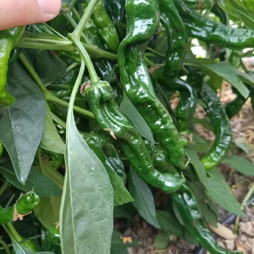 田东县小皱皮 每天可摘