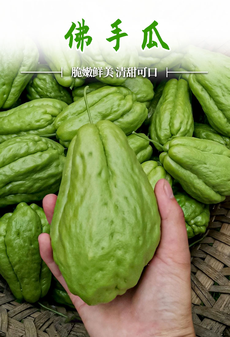 佛手瓜苗种苗扶手瓜苗子四季庭院种植盆栽蔬菜种苗子龙须菜苗子