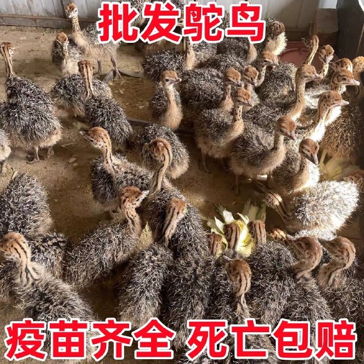 梁山县非洲纯种鸵鸟活苗幼苗一对脱温活体幼崽成年大型宠物鸵鸟养殖