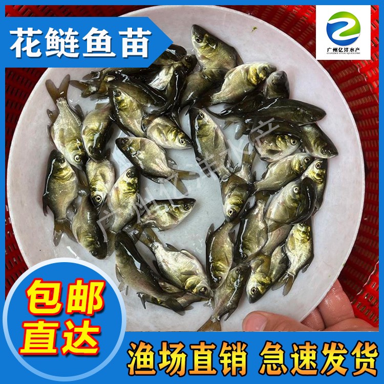 广州缩骨大头鱼苗 精选优质品种 基地直销 全国发货