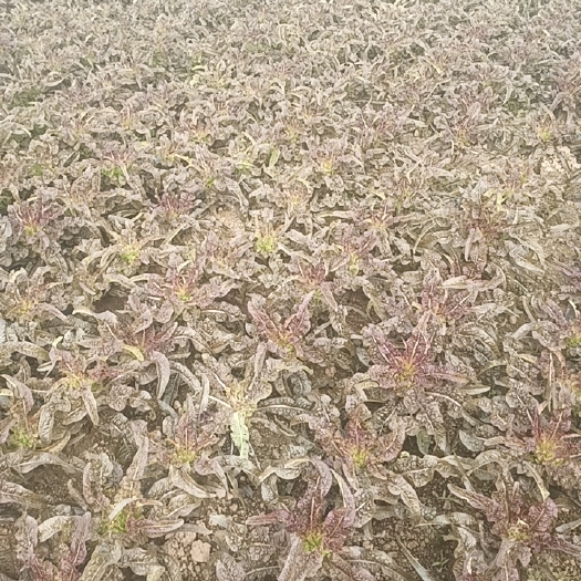 济宁红笋