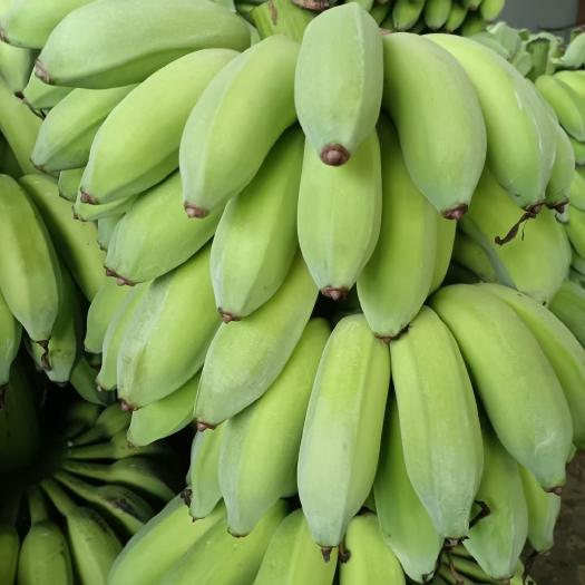 勐海县云南香蕉，粉蕉，小米蕉，金粉，广粉，芭蕉全国发货