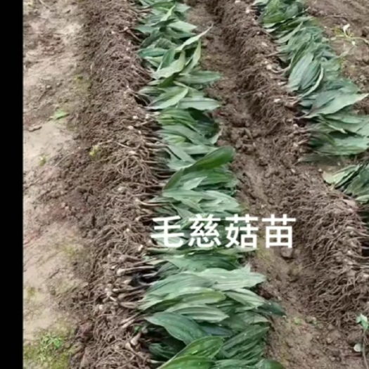 正安县毛慈菇种苗