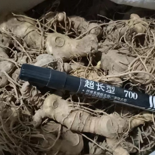 金寨县鲜黄精种苗，大别山黄精大个通货或者种苗根都有