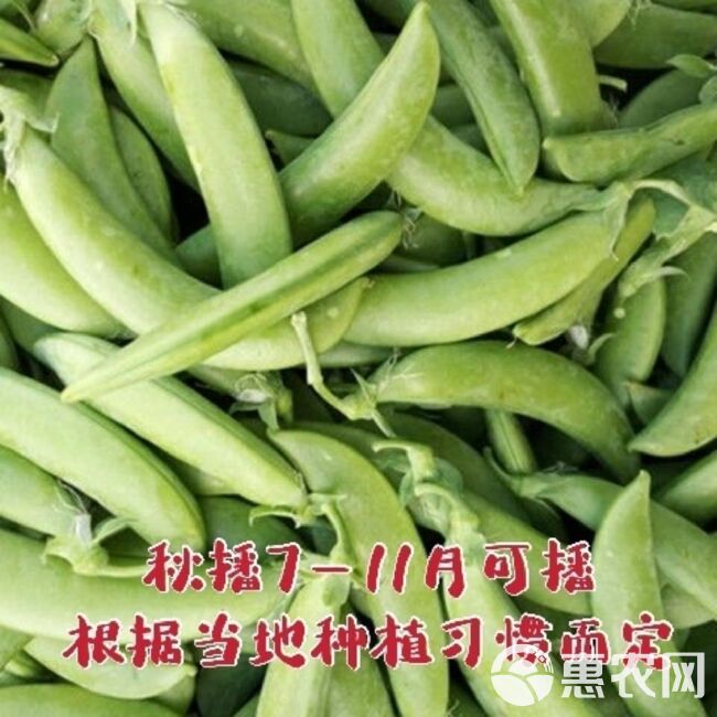 甜脆豌吃壳肉豌豆种子超甜水果甜豌豆甜豌豆种子早熟耐寒，