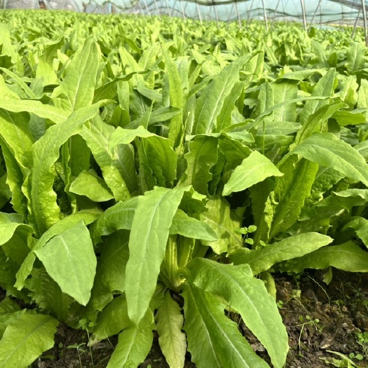上海本地精品油麦菜，品质保证价格超低