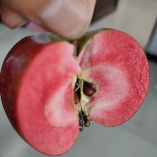 灵宝市红肉苹果树苗 矮化红肉苹果苗红色之爱
