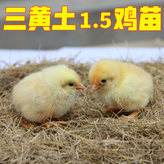 广州三黄鸡土1.5公苗 土1.5母苗