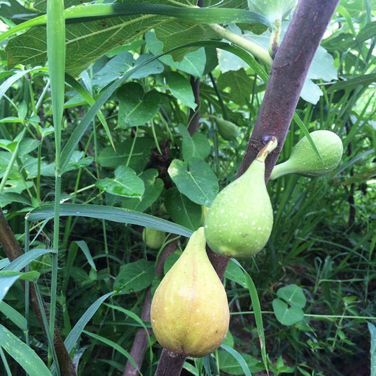 芭劳奈无花果苗 口感糯 极丰产 好养活 南北方均可种植